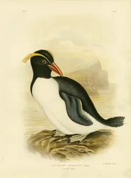 Manchot huppé, 1891